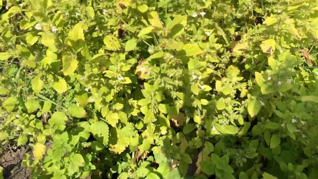 Лето, малина и рыбалка в деревне смотреть онлайн