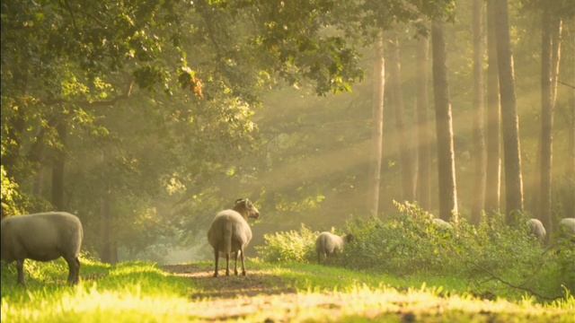 Расслабляющая, нежная музыка. Звуки природы. Пение птиц в лесу. Релакс. Природа. смотреть онлайн