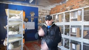 Покупка кроликов для разведения.