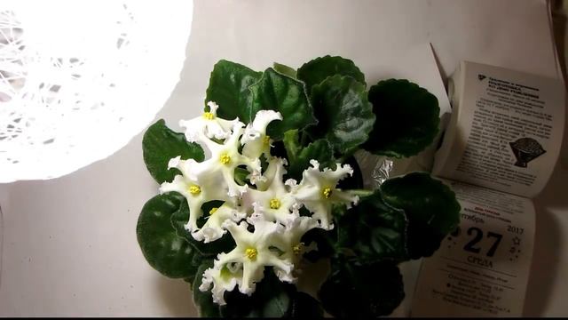 СЕКРЕТ!!! Как продлить цветение фиалок! Быстро и дешево делаем подсветку на зиму! Юлия Датта смотреть онлайн