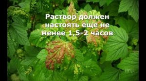 Ржавчина на Смородине Лечение Смородины