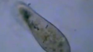 Инфузория туфелька Paramecium caudatum