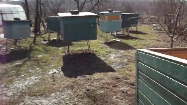 Пчеловодство. Нозематоз — дезинфицирую улей щёлоком. смотреть онлайн