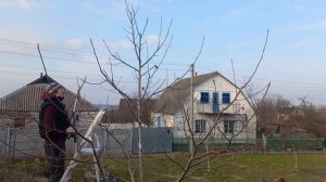 #21: ОБРЕЗКА грецкого ореха: 5-летнее дерево - ФОРМИРОВКА дерева весной // CUTTING THE WALNUT