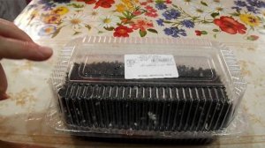 Пеларгония из семян.Посев в январе.