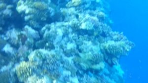 Съёмка под водой телефоном в чехле