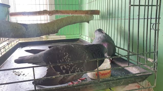 Начало нового кабачкового дня смотреть онлайн