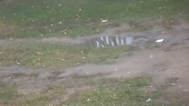 Голоса кур. Пение петухов. смотреть онлайн