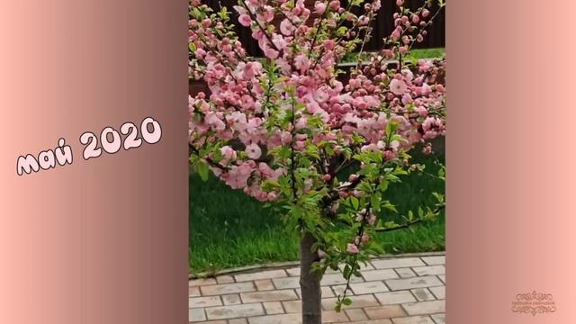 ♥ Цветёт миндаль ♥ - Домашнее видео смотреть онлайн