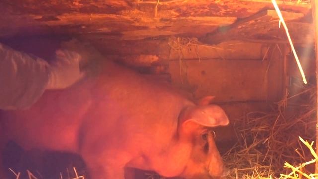 Продали мяса на 16 000 и купили поросят! Семья в деревне не может без свиней. смотреть онлайн