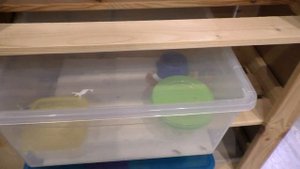 Линька у ящериц.