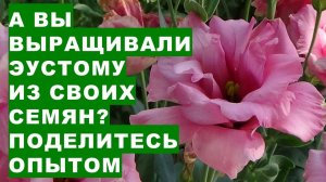 Можно ли собирать семена из цветов эустомы ? Зацветёт ли ирландская роза в следующем году?