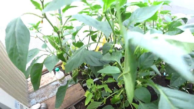 В ТЕПЛИЦЕ ОГУРЦЫ, ЗАМЁРЗ ЧЕСНОК И КЛУБНИКА, А МЫ КОПАЕМ ГРЯДКИ СЕЕМ МОРКОВЬ И СВЕКЛУ. смотреть онлайн