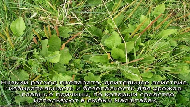 Эффективность и инструкция по применению гербицида Стеллар на кукурузу смотреть онлайн