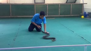 Укус змеи на "Шоу кобры" в Тайланде.