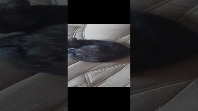 Засони Сёма и Сима.