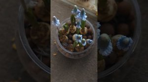 무스카리 아주레움 수경재배 Muscari azureum