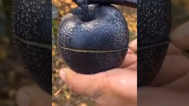 Чёрные яблоки произрастают в горах Карабаха.Свой уникальный цвет получили от ультрофиолетовых лучей смотреть онлайн