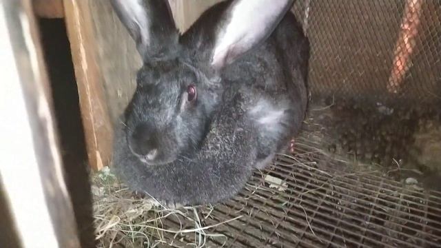 Наши крольчихи принесли потомство! смотреть онлайн