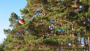 Сосна обыкновенная (pinus sylvestris) ? обыкновенная сосна обзор: как сажать, саженцы сосны