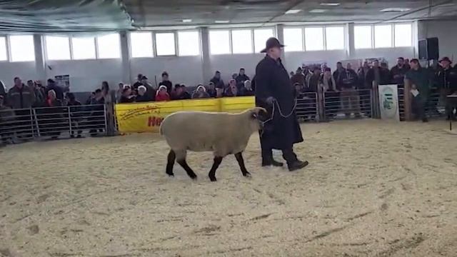 Овца породы мясная черноголовая. Торги элитных баранов в Германии. Разведение овец в России смотреть онлайн