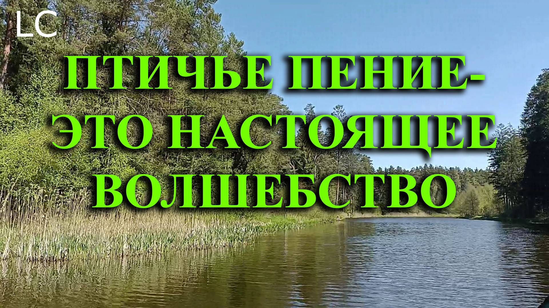 Птичьи трели - это нечто большее, чем просто звуки природы. #музыкадлясна #природа