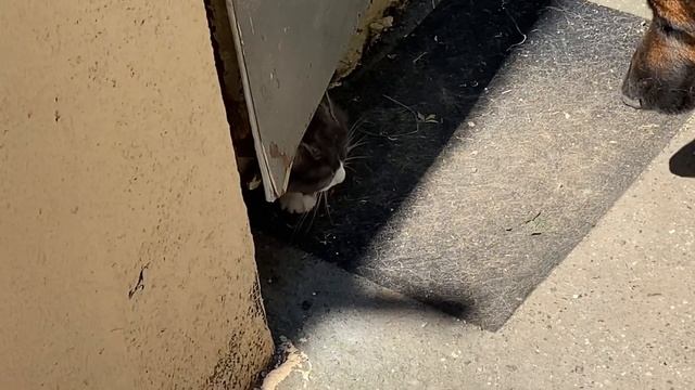 Я с голубизной ?. Цвет настроения СИНИЙ ?! смотреть онлайн