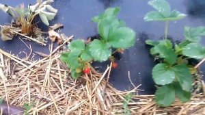 Выращивание клубники / Как поливать клубнику
