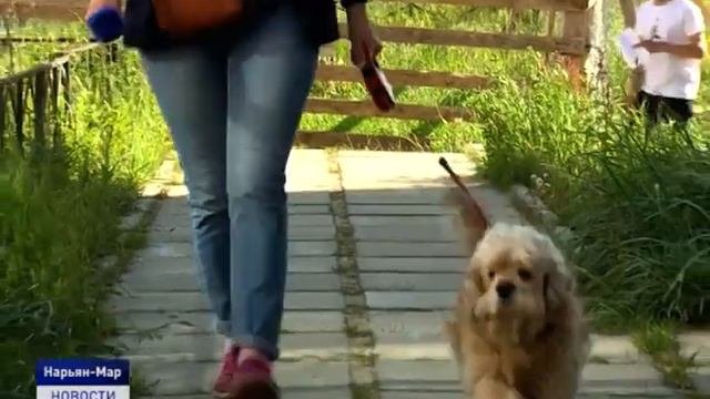 О БРАТЬЯХ НАШИХ МЕНЬШИХ