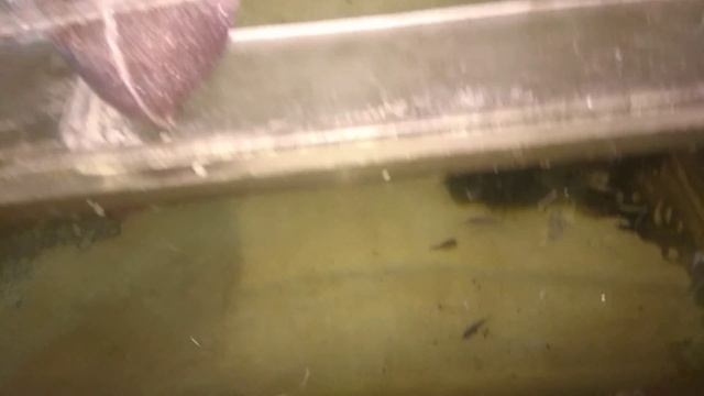 Запуск дафнии в мои аквариумы смотреть онлайн