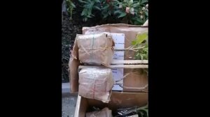 Смотрим посылку. Саженцы хризантемы из интернет магазина Сад хризантем.