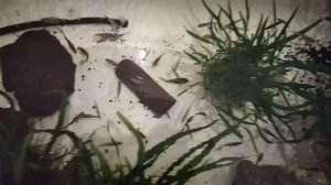 Перезапуск аквариума на земле.