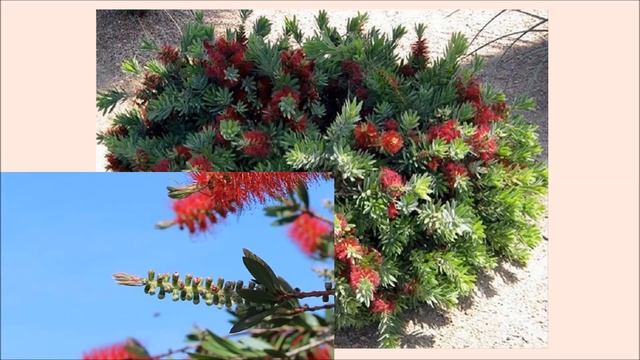 Каллистемон смотреть онлайн