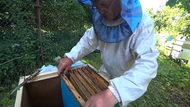 Интенсивно увеличиваем пасеку в несколько раз. Сборные отводки. смотреть онлайн