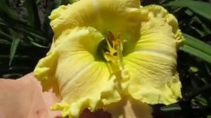 Грин Мистик