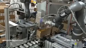 Укладка расфасованного сыра коботом в короба
