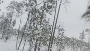 Куница ?? Ожидание случилось.mp4