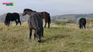 почему обезьяны больше не эволюционируют в человека