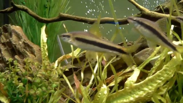 Аквариум на экшн камеру AC ROBIN ZED2 (HD 60 fps) смотреть онлайн