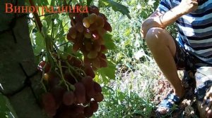 Виноград Дубовский Розовый 2019