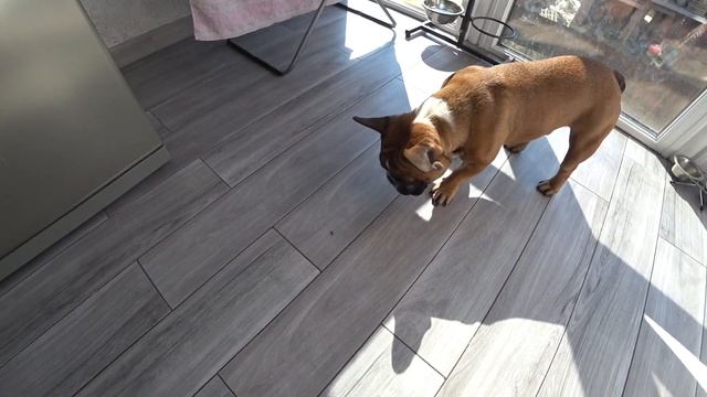 ТАК МЫ ПРОВОДИМ ВРЕМЯ Французский бульдог ЖЕКЕРИ за ЛЮБИМЫМ ЗАНЯТИЕМ! French Bulldog ZHEKERY смотреть онлайн