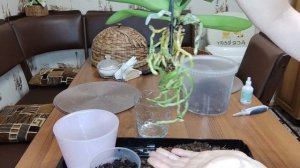 Как правильно пересадить Цветущую Орхидею . Как полить Орхидею после пересадки.Подробное видео.