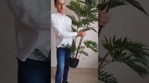 Пальма Ховея 200 см. - искусственное дерево|имитация живого дерева
