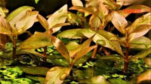 Альтернантера Рейнека. Аквариумные растения. Уход, размножение, содержание. Alternanthera reineckii