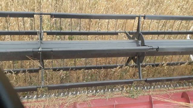 Молотим пшеницу третий день! смотреть онлайн