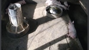 Test animal broadcast ASMR Thai