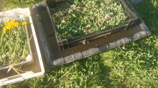 Бродиловка! Так Удобнее делать ЗЕЛЁНОЕ удобрение! Чем подкормить растения в Мае? смотреть онлайн