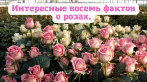 Интересные восемь фактов о розах.🥀