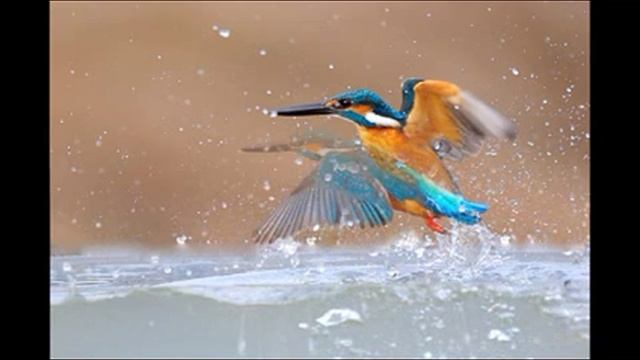 물총새 Common Kingfisher смотреть онлайн