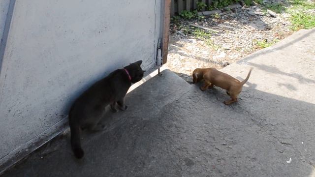 Щенок таксы не дает прохода коту смотреть онлайн